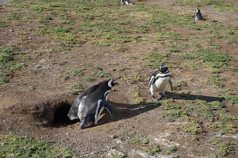 Пингвины на острове Магдалены