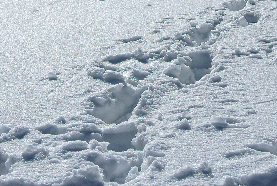 Снег на леднике Богдановича